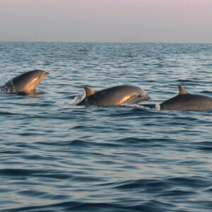 EXPLORE - MARINE ECO TOUR (7 hrs)