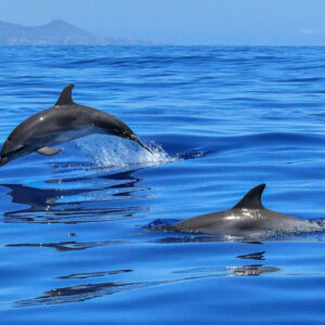 EXPLORE - MARINE ECO TOUR (4 hrs)